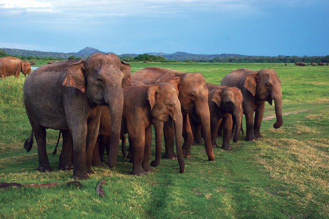 03 Nights in Amazing Sri Lanka - Should you book 03 Nights in Amazing Sri Lanka?