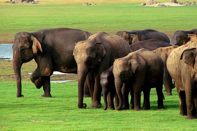 04 Hours Safari Jeep Tours - Inside the park: four hours of searching and stopping