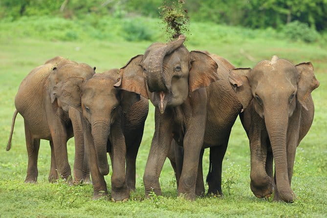 04 Hours Safari Jeep Tours - Look beyond elephants for the smaller sightings