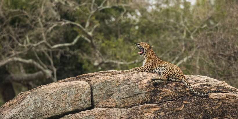 1-Day Tour of Both Yala and Udawalawe National Parks - Why combine Yala and Udawalawe in one day?