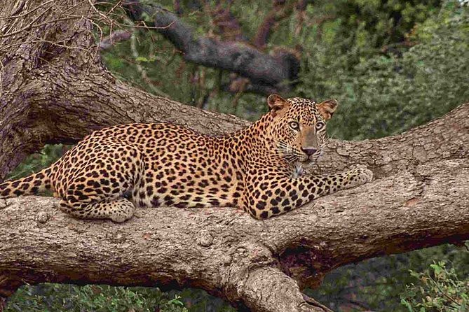 1 Day tour to Yala National Park or Udawalawe National Park - The four-hour safari at Udawalawe