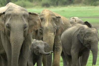 1 Day tour to Yala National Park or Udawalawe National Park