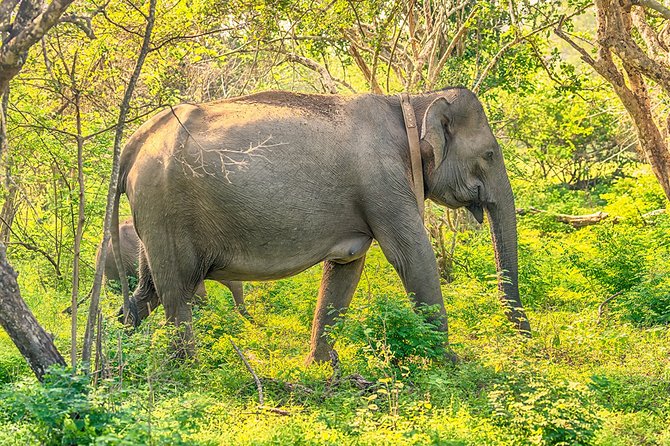 1 Day tour to Yala National Park or Udawalawe National Park - Staff, comfort, and the human side of the day
