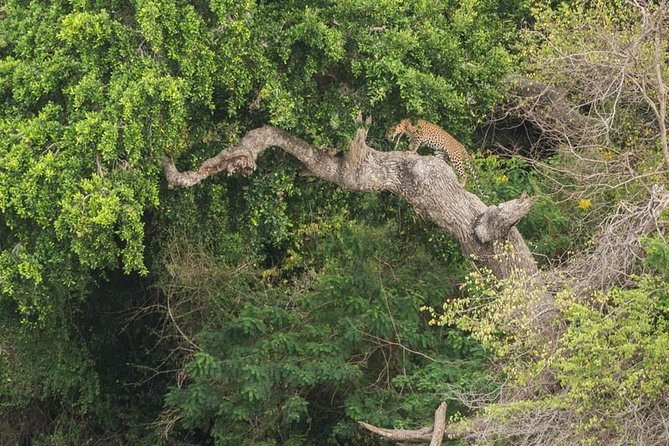 1 Day tour to Yala National Park or Udawalawe National Park - Timing, meals, and small planning choices