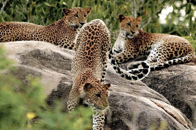 10 Days/ 9 Nights - Heritage Wildlife and Waves in Sri Lanka - A private route built around variety
