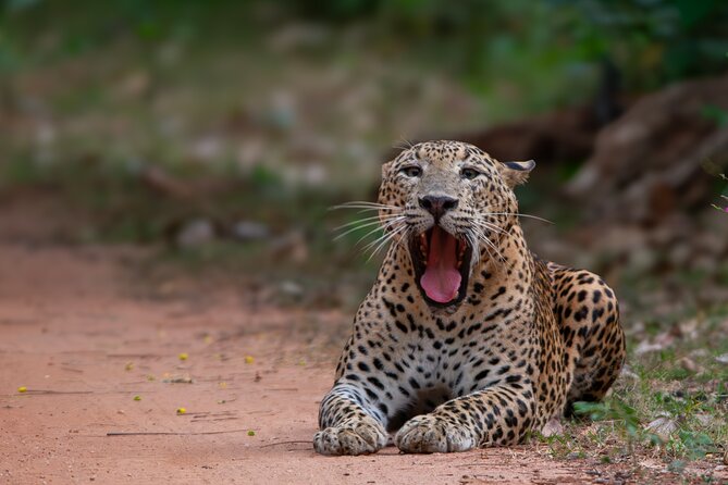 12 Days Private Escape Tour- Best of Sri Lanka - Ella viewpoints and the long road to wildlife country