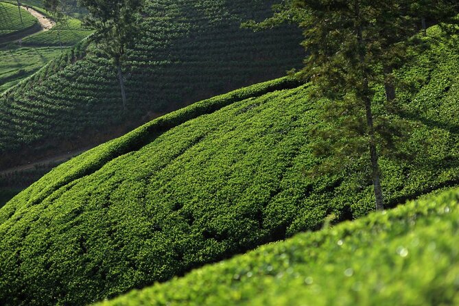 12 Days Private Escape Tour- Best of Sri Lanka - Polonnaruwa and a private jeep safari