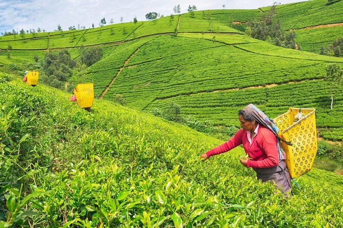 2 Day Tour of Yala & Ella with Hill Country Scenic Train Ride - All Inclusive - Little Adam’s Peak in 45 minutes