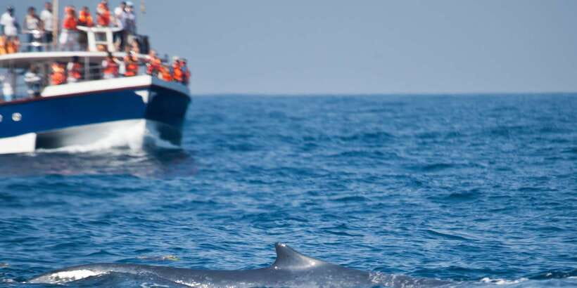2-Day Whale Watching & Southern Sri Lanka Tour - Key details worth knowing