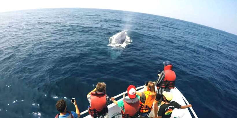 2-Day Whale Watching & Southern Sri Lanka Tour - Overnight in Mirissa before the early wildlife outing
