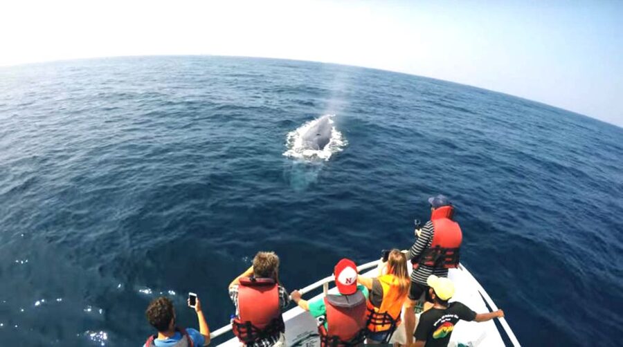 2-Day Whale Watching & Southern Sri Lanka Tour - Day two: whale watching and the return to Colombo
