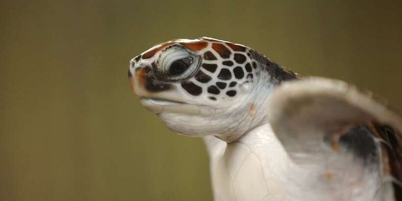 2-Day Whale Watching & Southern Sri Lanka Tour - Who will enjoy this fast-paced coastal sampler