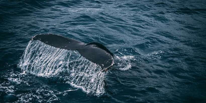 2-Day Whale Watching & Southern Sri Lanka Tour - Should you book the Mirissa whale tour?