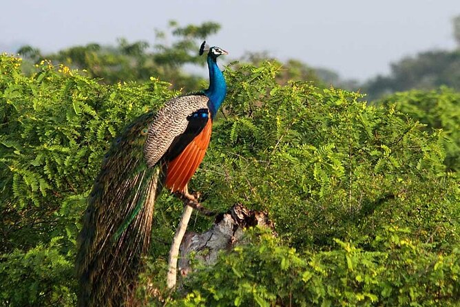 2 Days Tour of Double Safari (Yala & Udawalawe) - All Inclusive - Day two: Udawalawe and a closer look at elephant care