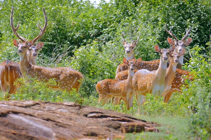 2 Days Tour of Double Safari (Yala & Udawalawe) - All Inclusive - What the $375 price covers