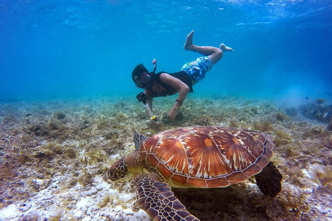 2 hours Private Snorkeling tour in Unawatuna - Key points for your Unawatuna snorkeling day