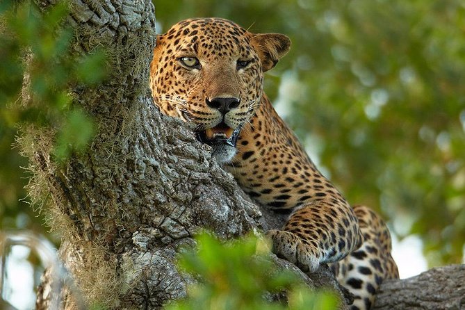 2 Nights All Inclusive Treehouse Safari in Yala with transfers - At a Glance: What Your Three Days Include