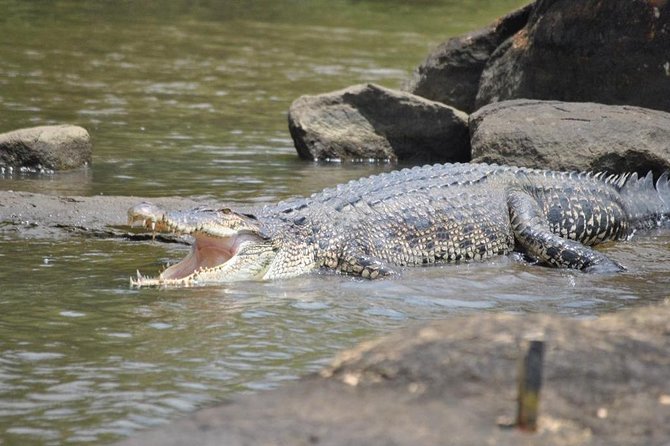 2h Bentota River Safari: Crocodiles, Monkeys, Mangrove & more - Who will enjoy this most?