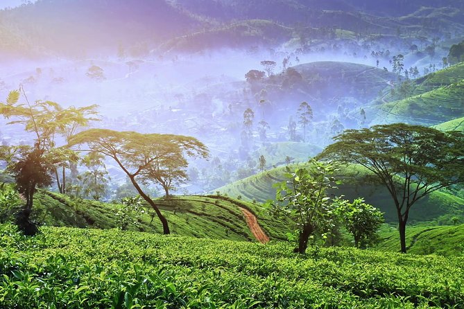 3 Days Nature and Chill Tour of Ella, Nuwara Eliya and Haputale - Day 1: waterfalls, Nuwara Eliya, and Horton Plains