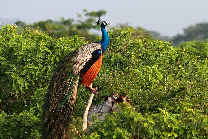 3 Days Private Tour of Yala Safari/ Ella/ Kandy - All Inclusive - Tea country and Ramboda Falls