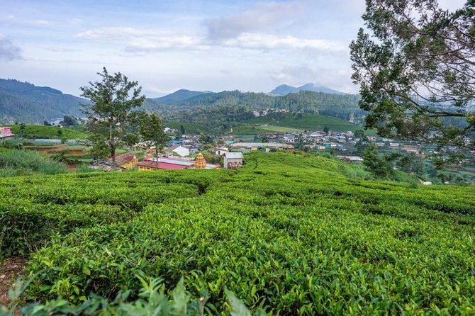 3 Days Tour to Kandy, Nuwara Eliya & Sigiriya - Who should book this tour?