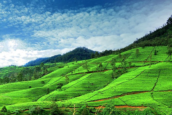 3 Days Tour to Kandy Nuwara Eliya & Sigiriya from Colombo - Should you book it?