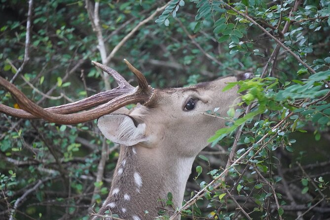 4 Hours Private Yala Safari Day Tour - Morning versus evening: choosing your safari time