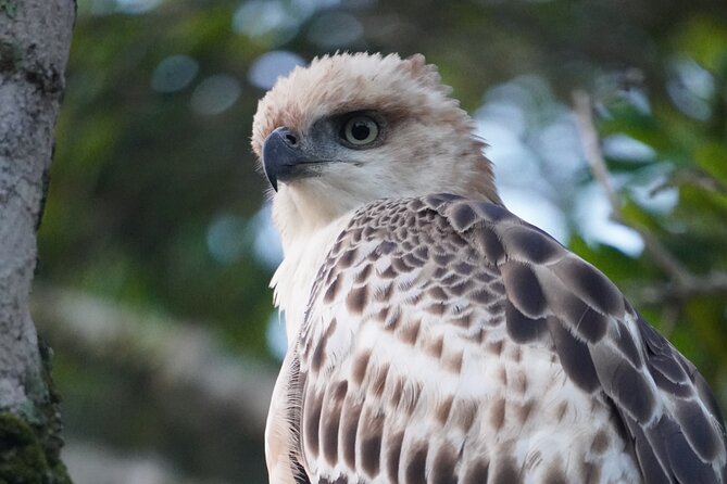 4 Hours Private Yala Safari Day Tour - What is included, and what you still need to arrange