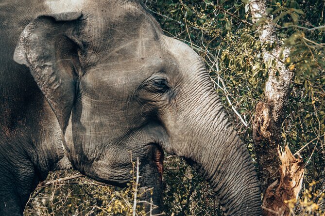 4 Hours Private Yala Safari Day Tour - How the tour handles uncertainty
