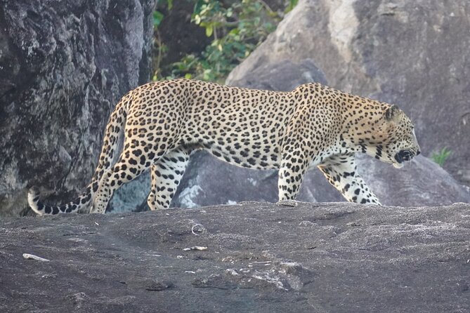 4 Hours Private Yala Safari Day Tour - What the four-hour Yala safari is like