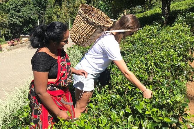 5 Days Tour in Sri Lanka (Hotels with Breakfast & Luxury Car) - The Private Car Is the Tour’s Main Advantage