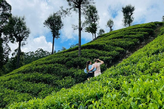 6Days Hill country Private Tour in Sri Lanka - Day five: from the hills to Bentota