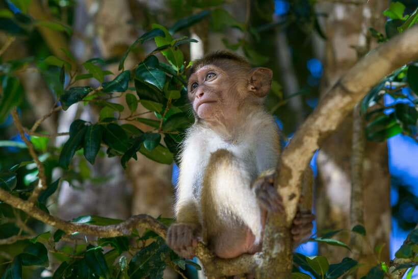 8-Day Sri Lanka Private Round Tour Hotels, Meals, Car, Guide - Day 5: Gregory Lake and the uncertain blue train