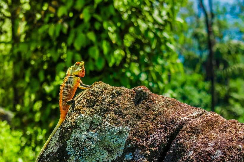 8-Day Sri Lanka Private Round Tour Hotels, Meals, Car, Guide - Day 7: From safari country to the southwest coast