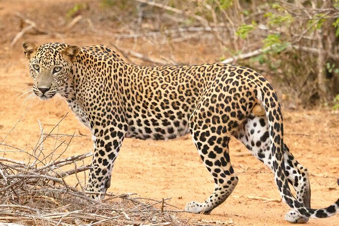8 Days Sri Lanka Private Round Tour - Ella’s famous bridge and easy mountain views