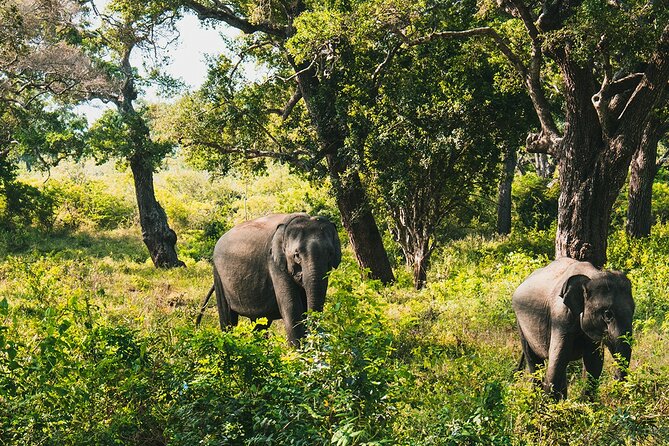 8 Days Sri Lanka Private Round Tour - Galle Fort, turtles, and the Madu River