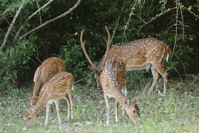 8 Days tour in Sri Lanka with privet driver and accommodations - Day 5: Waterfalls, Buduruwagala, and a major safari choice