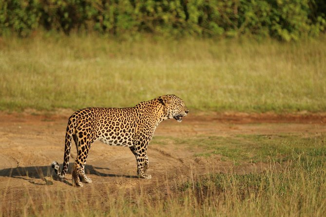 8 Days tour in Sri Lanka with privet driver and accommodations - Day 6: The long run to Mirissa