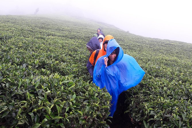 A Day in Nuwara Eliya: Sights & Local Delights - Who will enjoy this outing most