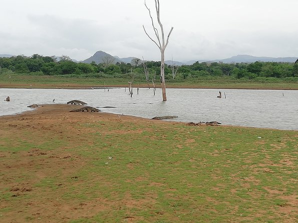 A Udawalawa Park safari, Tour from Colombo/Galle- (All inclusive) - Weather, cancellation, and timing details