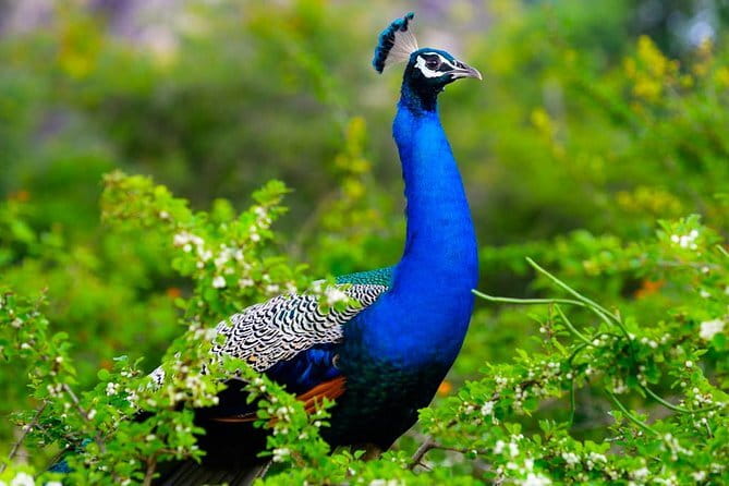 Adventure safari Experience in Hurulu Eco Park, Sri Lanka - Is $50 good value?