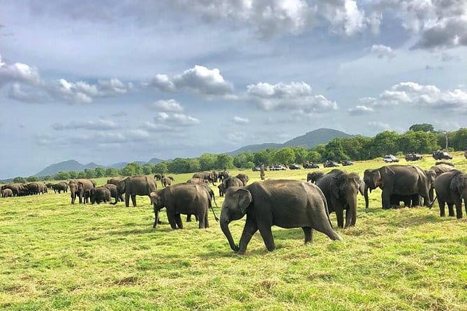 Adventure safari Experience in Hurulu Eco Park, Sri Lanka - The best timing for your day