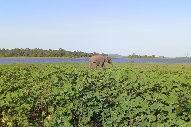 Adventure trincomalee to sigiriya and wild safari ,village tour - Key points to know before you book