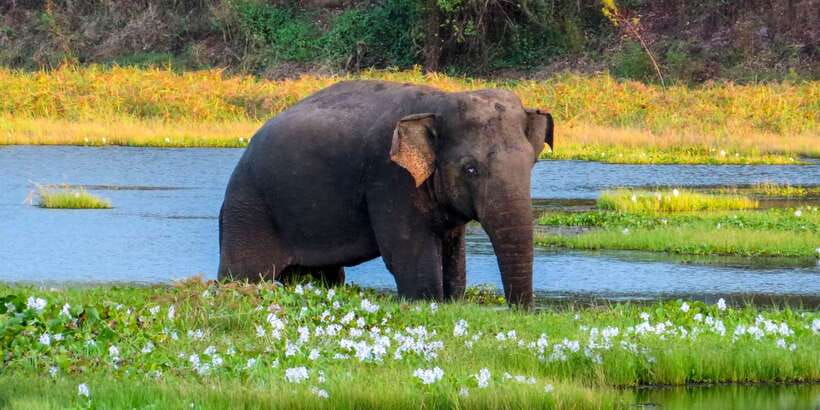 Ahangama: Udawalawe National Park Safari with Hotel Pickup - Three hours among elephants, birds, and wetlands