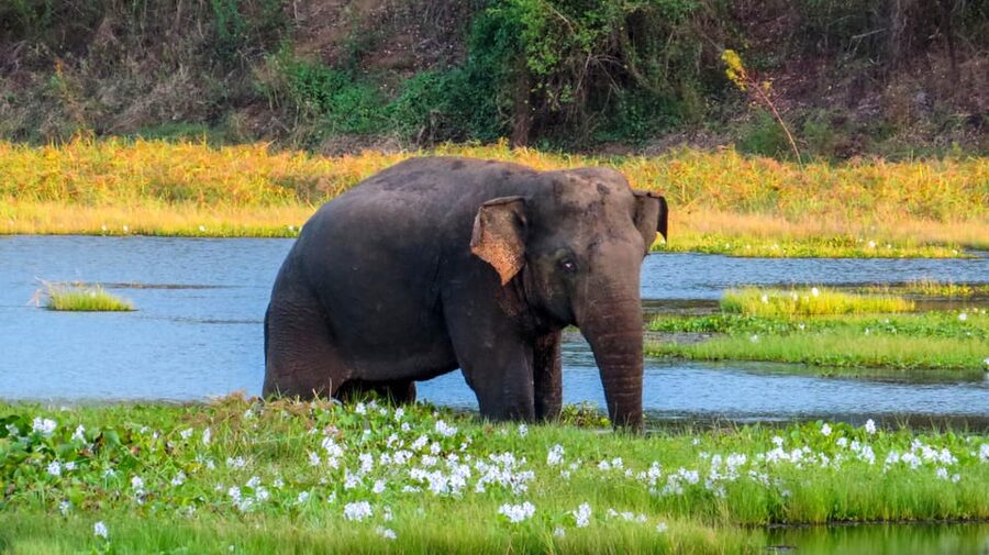 Ahangama: Udawalawe National Park Safari with Hotel Pickup - Who will get the most from this safari