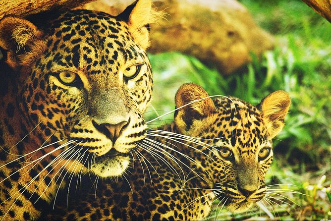 All in one Sri lanka 7nights 8 days for couple price - Private transport is the main practical advantage