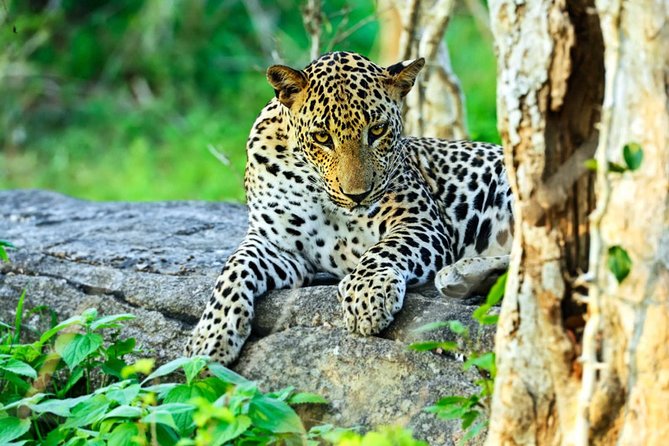 All Inclusive Leopard Nest Treehouse Safari in Yala - Choosing between a treehouse and a luxury tent
