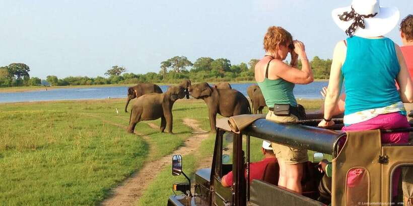 All-Inclusive Minneriya National Park Afternoon Safari - Why Minneriya’s Elephants Make This Safari Special