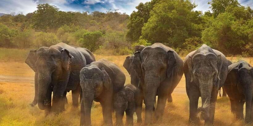 All-Inclusive Minneriya National Park Afternoon Safari - Should You Book the Minneriya Afternoon Safari?