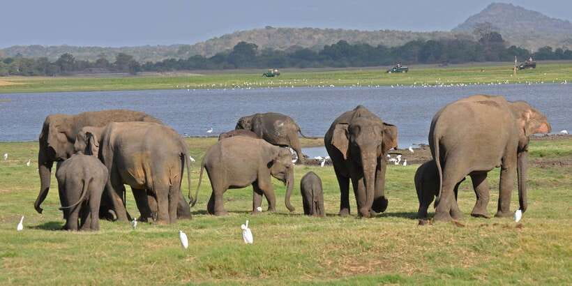 All-Inclusive Minneriya National Park Afternoon Safari - Your Afternoon Pickup From the Cultural Triangle